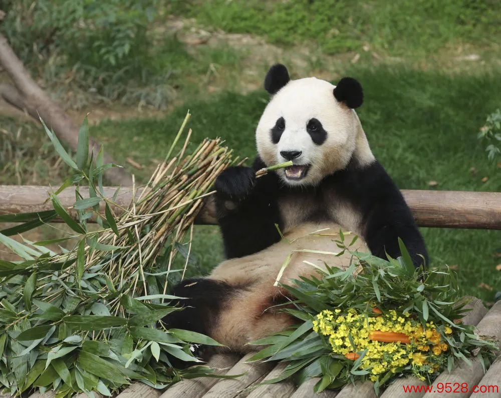 ▲大熊猫“福宝” 图据新华社